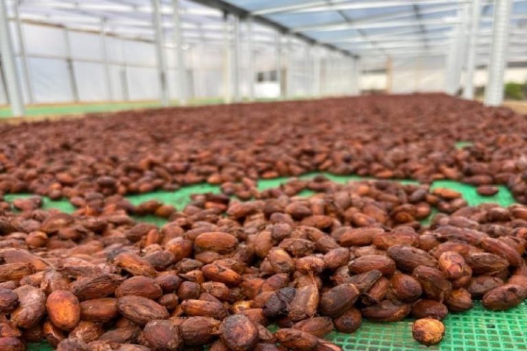 Biji Kakao Aceh Tenggara Masuk 50 Besar Terbaik Dunia di Ajang Internasional