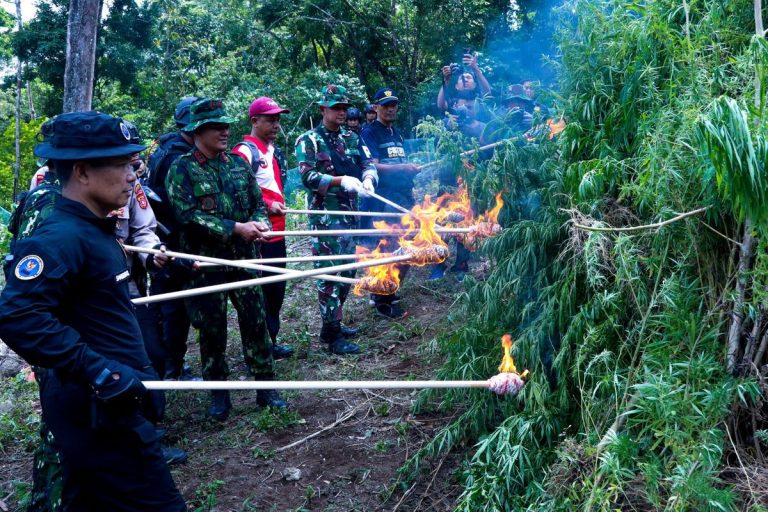 BNN Musnahkan 2 Hektar Ladang Ganja di Aceh Besar, 2,3 Ton Disita