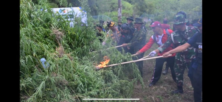 Petugas Gabungan Musnahkan Lebih dari 2 Hektar Lahan Ganja di Aceh Besar