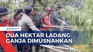 BNN Musnahkan 5.000 Batang Ganja di Dua Lokasi Pegunungan Aceh Besar