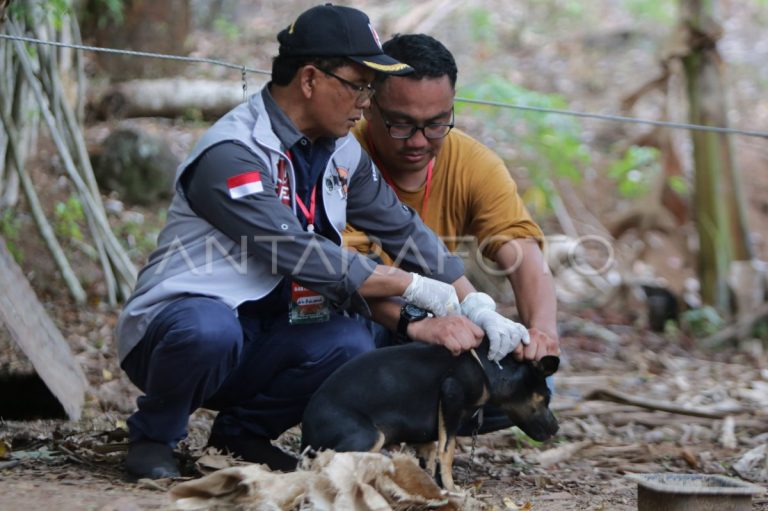 Vaksinasi Rabies Gratis Diluncurkan di Pulau Terluar Aceh Besar