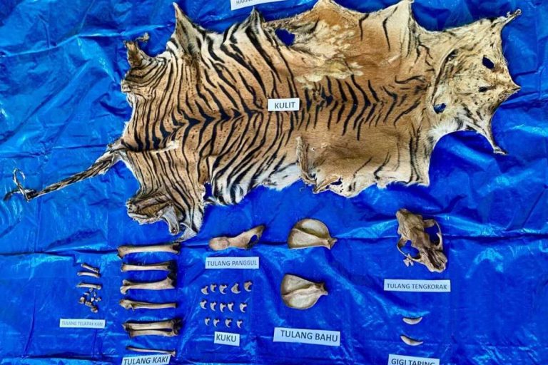 Penjual Organ Harimau Sumatera Ditangkap di Nagan Raya, Bukti Taring dan Kulit Disita