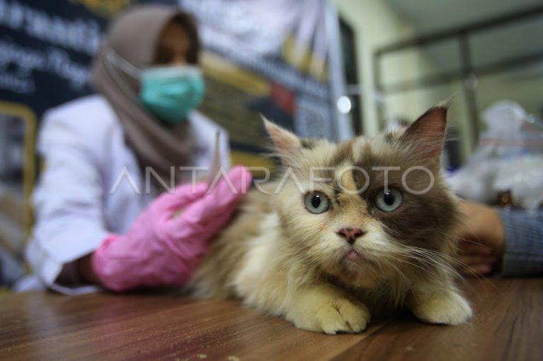 Karantina Aceh Gelar Vaksinasi Rabies Gratis untuk Kucing dan Anjing
