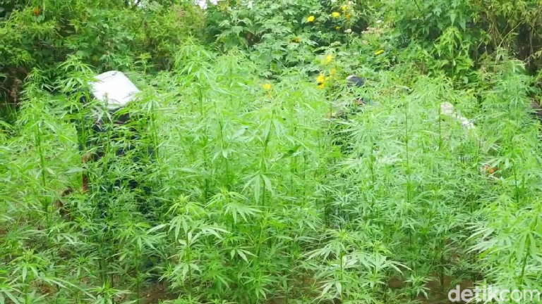 Bareskrim Polri Musnahkan Ladang Ganja 51,75 Hektare di Tiga Kecamatan Gayo Lues