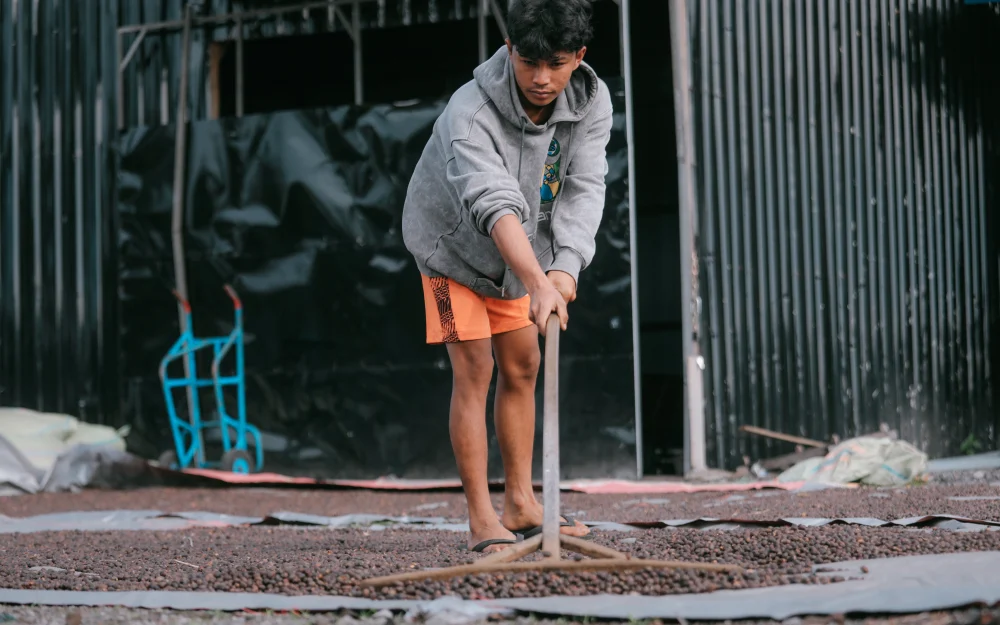 Meniti Harapan Si Emas Hitam  dari Tanoh Gayo