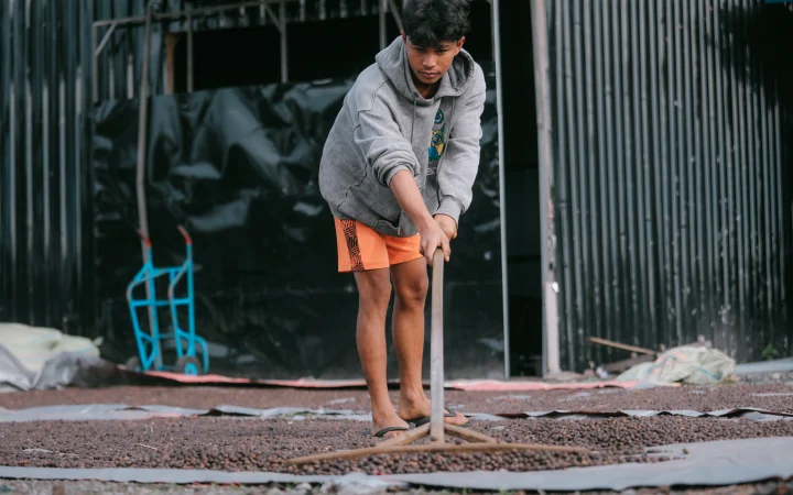 Meniti Harapan Si Emas Hitam dari Tanoh Gayo