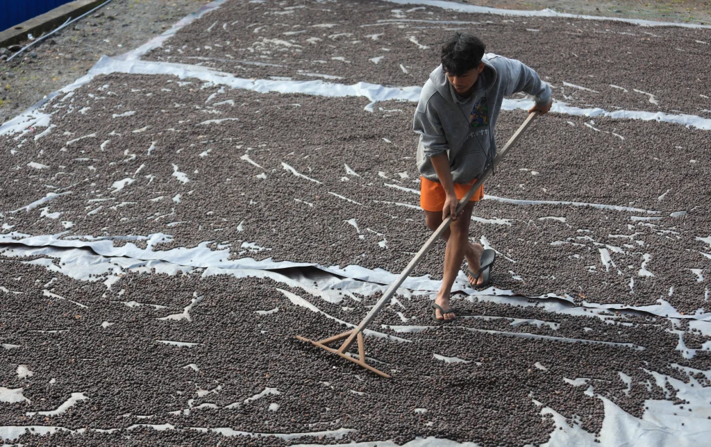 Meniti Harapan Si Emas Hitam  dari Tanoh Gayo